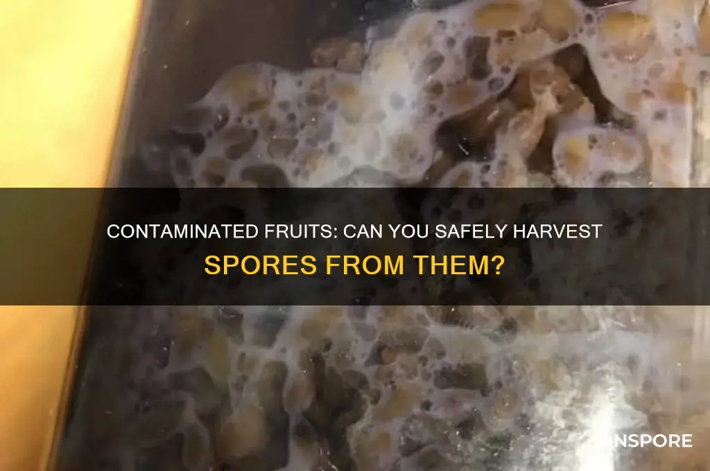 can you still get spores from contaminated fruits