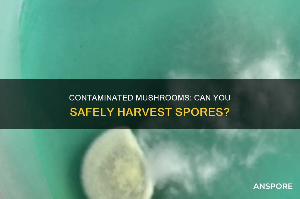 can you still get spores from contaminated mushrooms