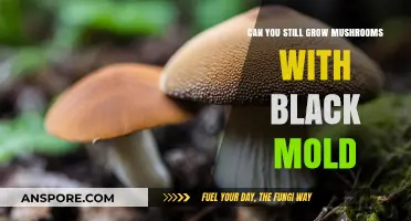 Growing Mushrooms with Black Mold: Risks, Challenges, and Solutions