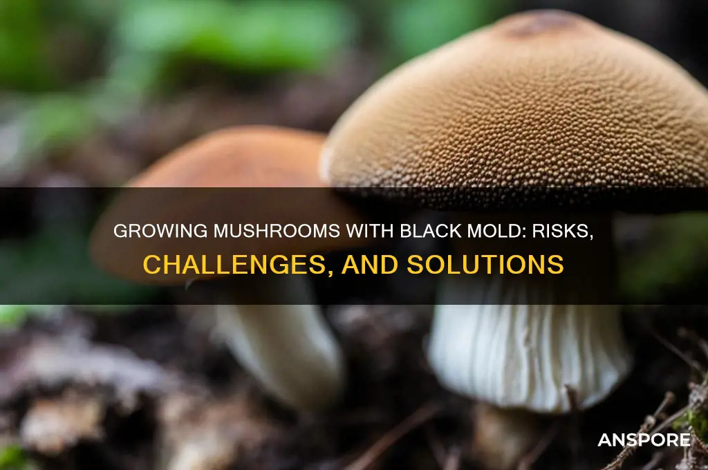 can you still grow mushrooms with black mold