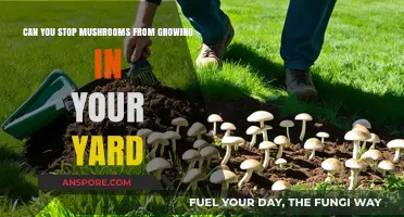 Preventing Mushroom Growth: Effective Yard Care Tips and Solutions
