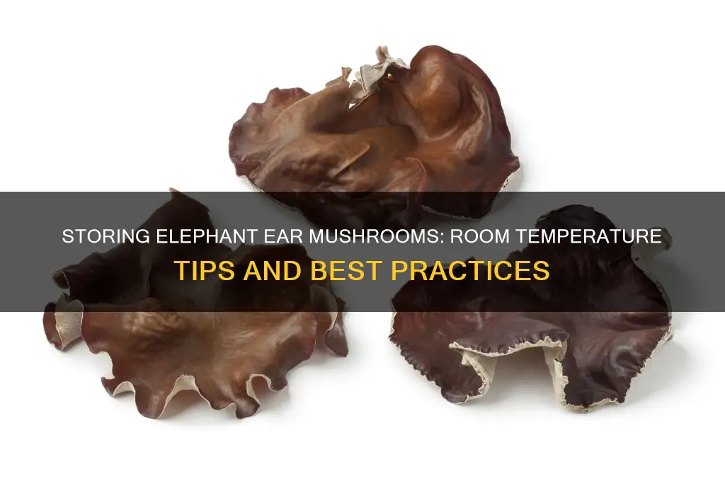 can you store elephant ear mushrooms at room temperature