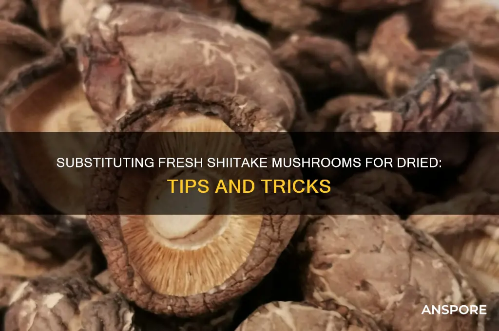 can you substitute fresh shiitake mushrooms for dried