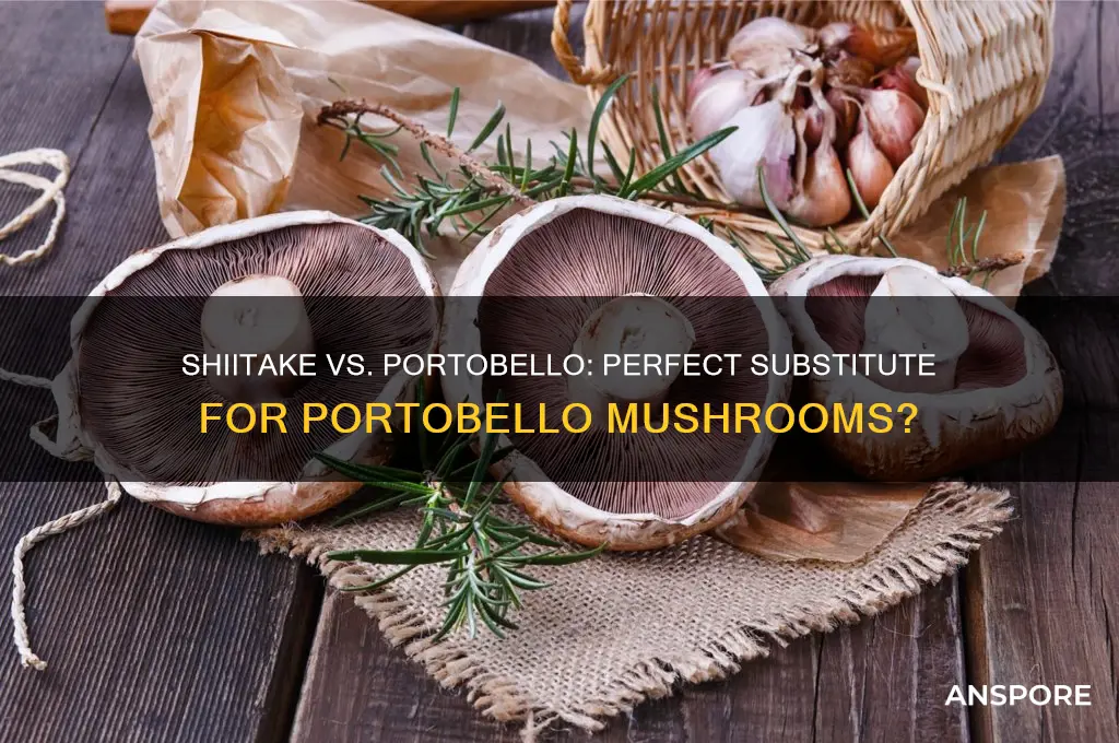 can you substitute shitaki mushrooms for porticcini mushrooms
