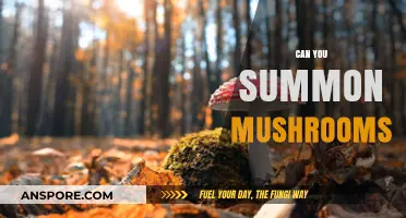 Can You Summon Mushrooms? Exploring Fungal Folklore and Facts