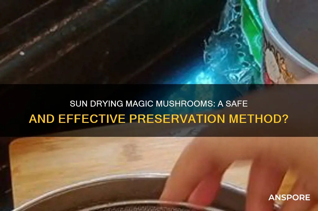 can you sun dry magic mushrooms