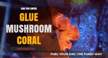 Super Gluing Mushroom Coral: A Safe and Effective Aquarium Repair Guide