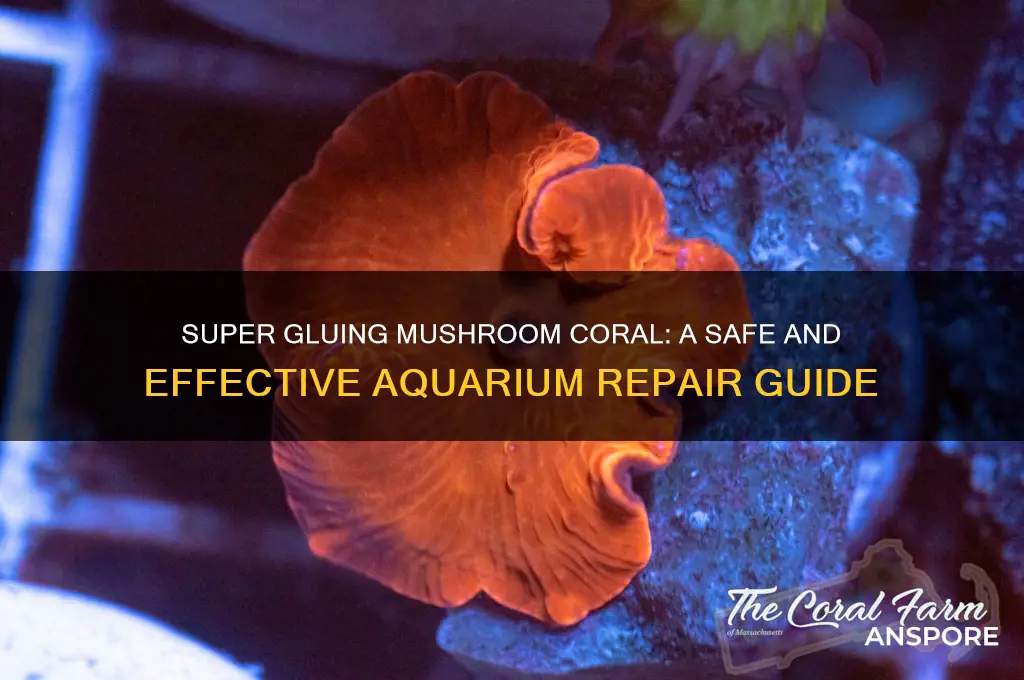 can you super glue mushroom coral