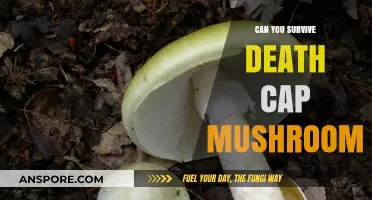 Surviving the Death Cap Mushroom: A Deadly Fungus and Its Antidote