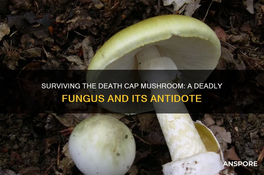 can you survive death cap mushroom