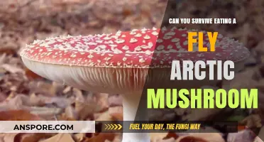 Surviving the Arctic Fly Mushroom: Risks, Reality, and Edibility Explained