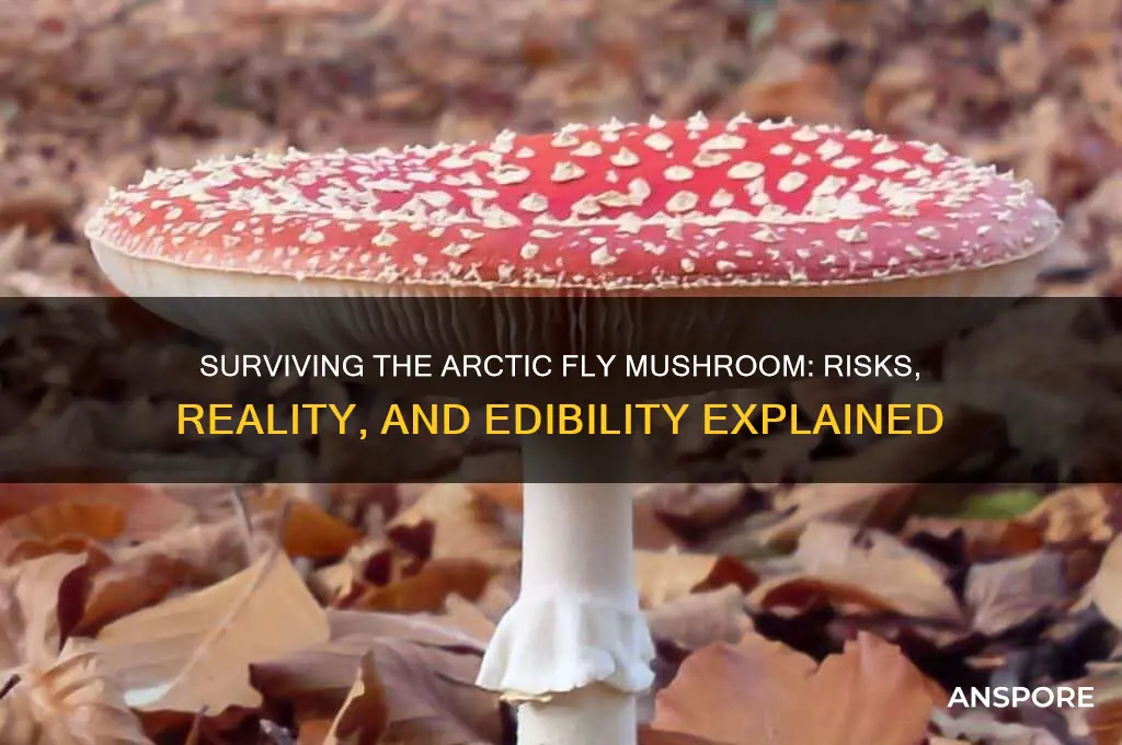 can you survive eating a fly arctic mushroom