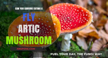 Surviving the Arctic Fly Mushroom: Risks, Reality, and Safe Consumption Tips