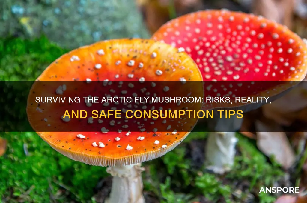can you survive eating a fly artic mushroom