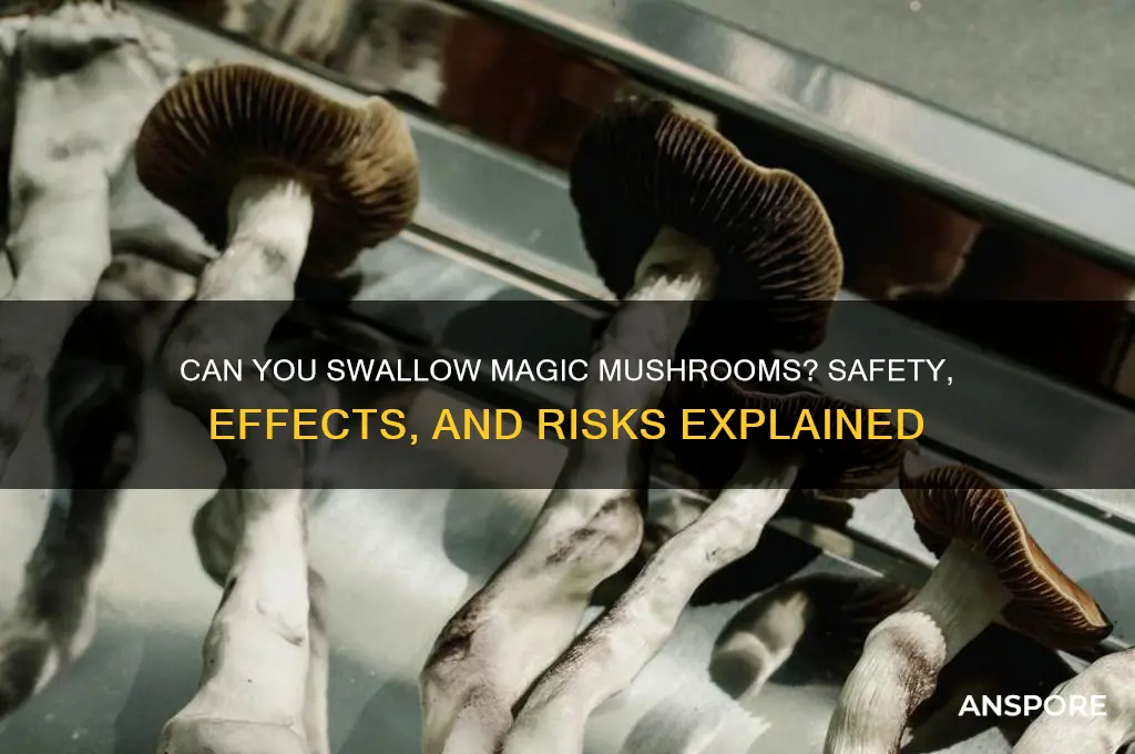 can you swallow magic mushrooms