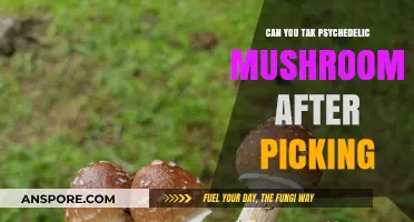 Freshly Picked Psychedelic Mushrooms: Safe to Consume Immediately?