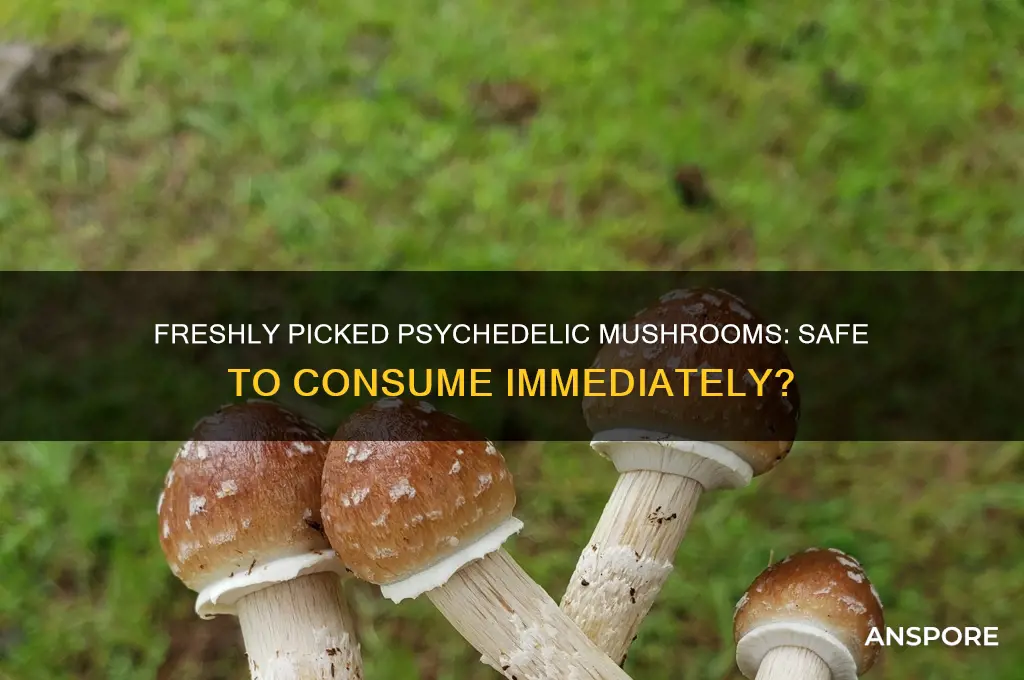 can you tak psychedelic mushrooms after picking