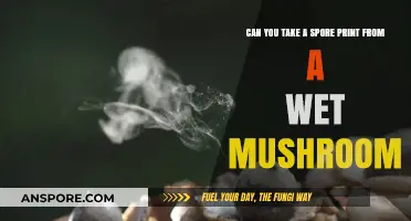 Taking Spore Prints from Wet Mushrooms: Tips and Techniques