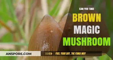 Can You Safely Consume Brown Magic Mushrooms? A Comprehensive Guide