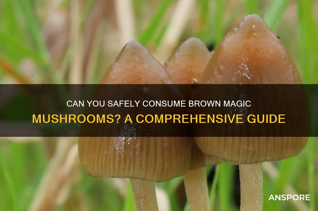 can you take brown magic mushrooms