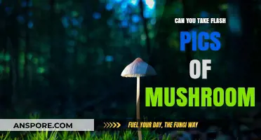 Capturing Mushrooms: The Do's and Don'ts of Flash Photography