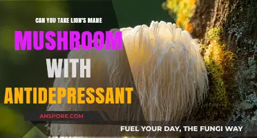 Lion's Mane Mushroom and Antidepressants: Safe Combination or Risky Mix?