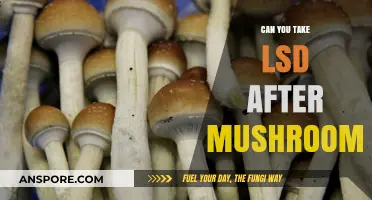 Mixing LSD and Mushrooms: Risks, Effects, and Safety Concerns