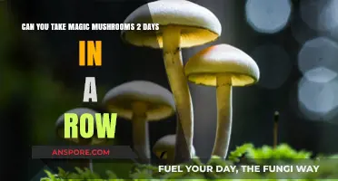 Consecutive Magic Mushroom Use: Risks and Effects of Back-to-Back Trips