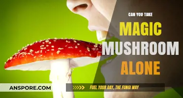 Solo Shroom Trips: Exploring Magic Mushrooms Alone Safely and Mindfully