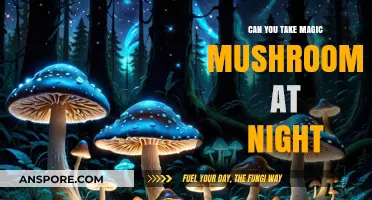Nighttime Magic Mushroom Use: Benefits, Risks, and Best Practices