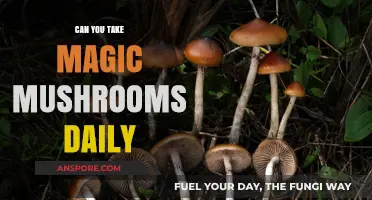 Daily Magic Mushroom Use: Risks, Benefits, and Long-Term Effects Explored