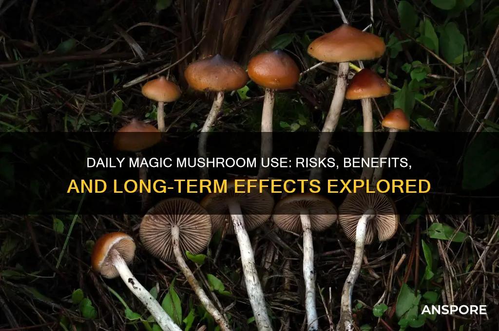 can you take magic mushrooms daily