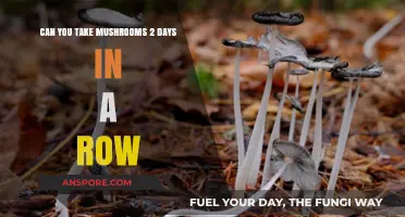 Taking Mushrooms Two Days Straight: Risks and Considerations Explained