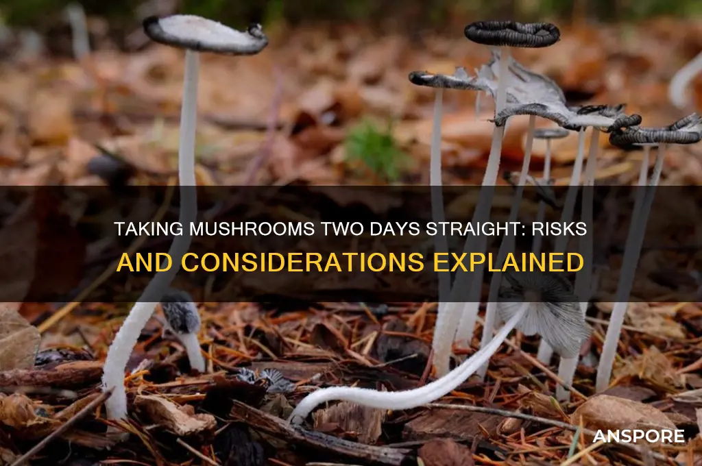 can you take mushrooms 2 days in a row