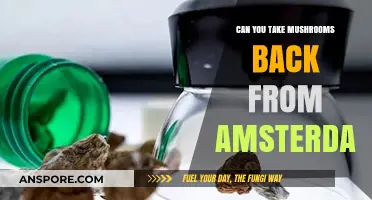 Traveling with Mushrooms: Legalities of Bringing Amsterdam's Magic Home