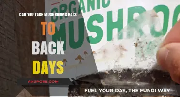 Back-to-Back Mushroom Use: Risks, Benefits, and What You Need to Know