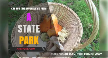 Harvesting Mushrooms in State Parks: Legal, Ethical, and Safe Practices