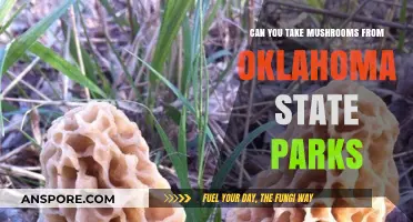 Harvesting Mushrooms in Oklahoma State Parks: Legal or Off-Limits?