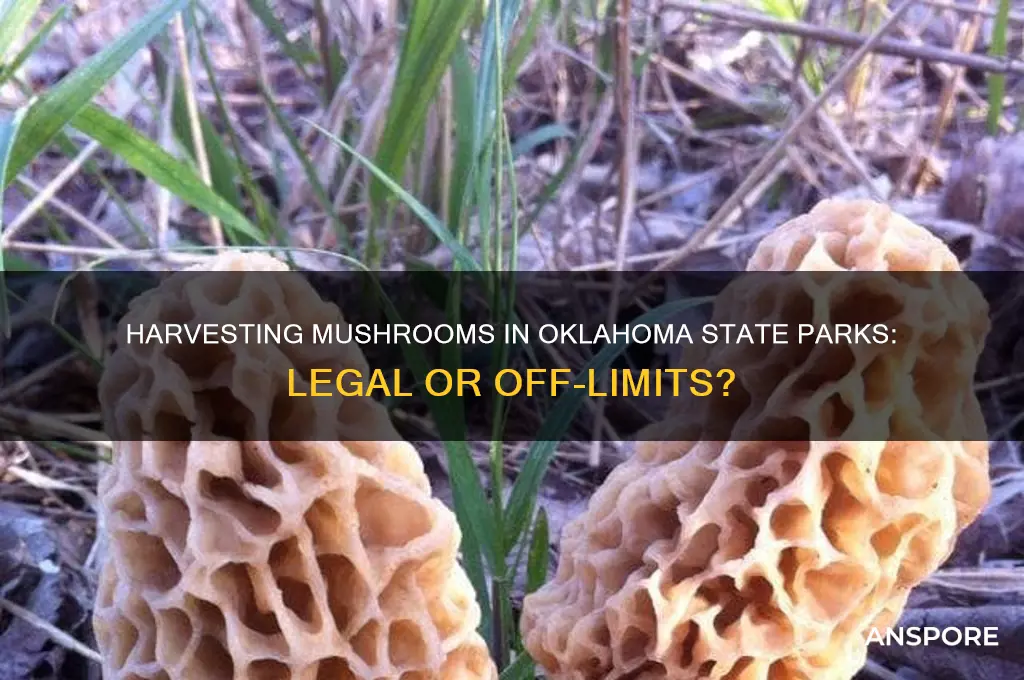 can you take mushrooms from oklahoma state parks