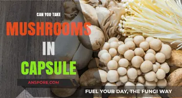 Exploring Mushroom Capsules: Benefits, Safety, and How to Use Them