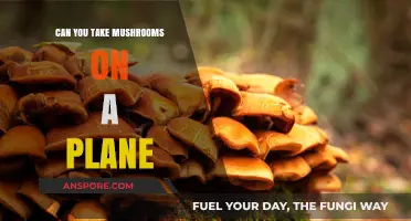 Flying with Fungi: Can You Legally Take Mushrooms on a Plane?