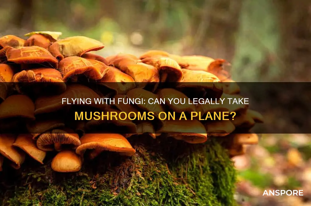 can you take mushrooms on a plane