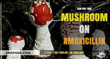 Mushrooms and Amoxicillin: Safe to Combine or Risky Interaction?