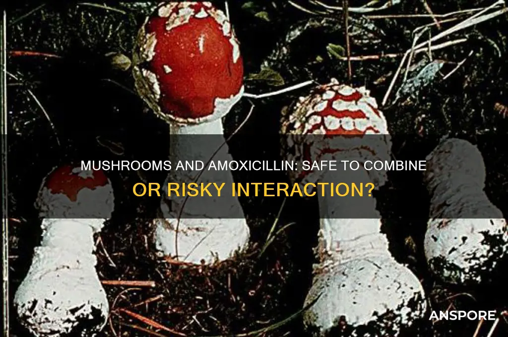 can you take mushrooms on amoxicillin