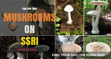 Mushrooms and SSRIs: Potential Risks and Interactions Explained