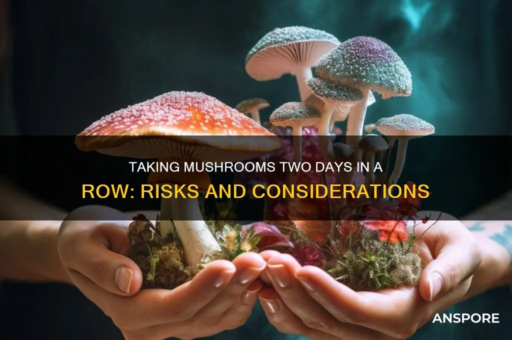 can you take mushrooms two dsys in a row