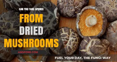 Harvesting Spores from Dried Mushrooms: A Comprehensive Guide and Tips