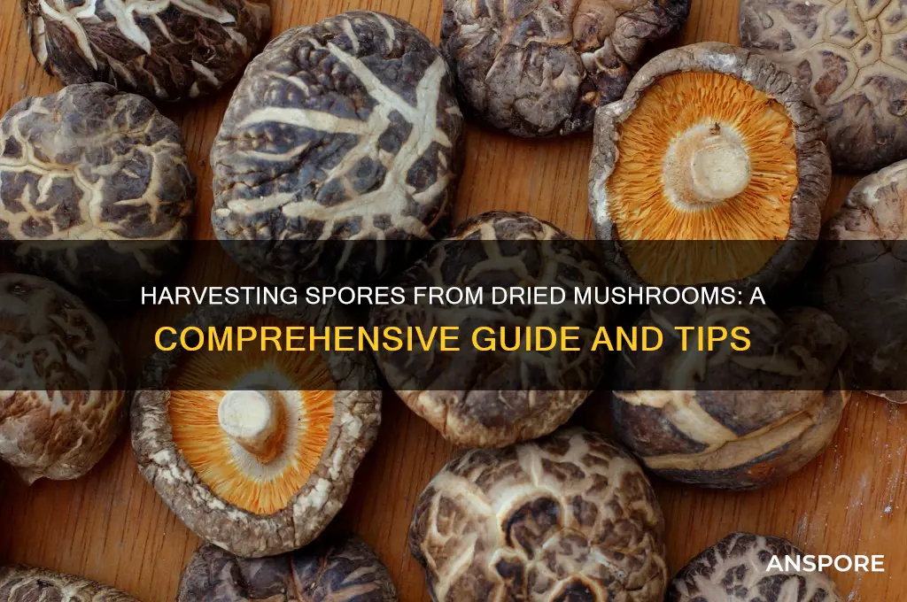 can you take spores from dried mushrooms