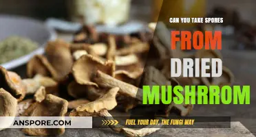 Harvesting Spores from Dried Mushrooms: A Comprehensive Guide