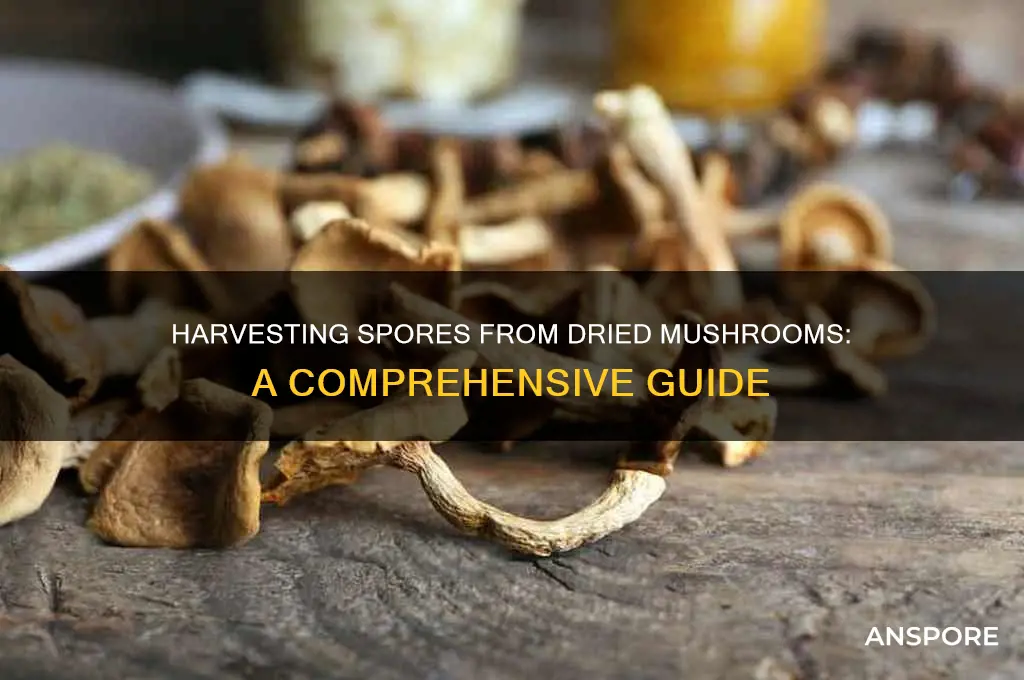 can you take spores from dried mushrroms